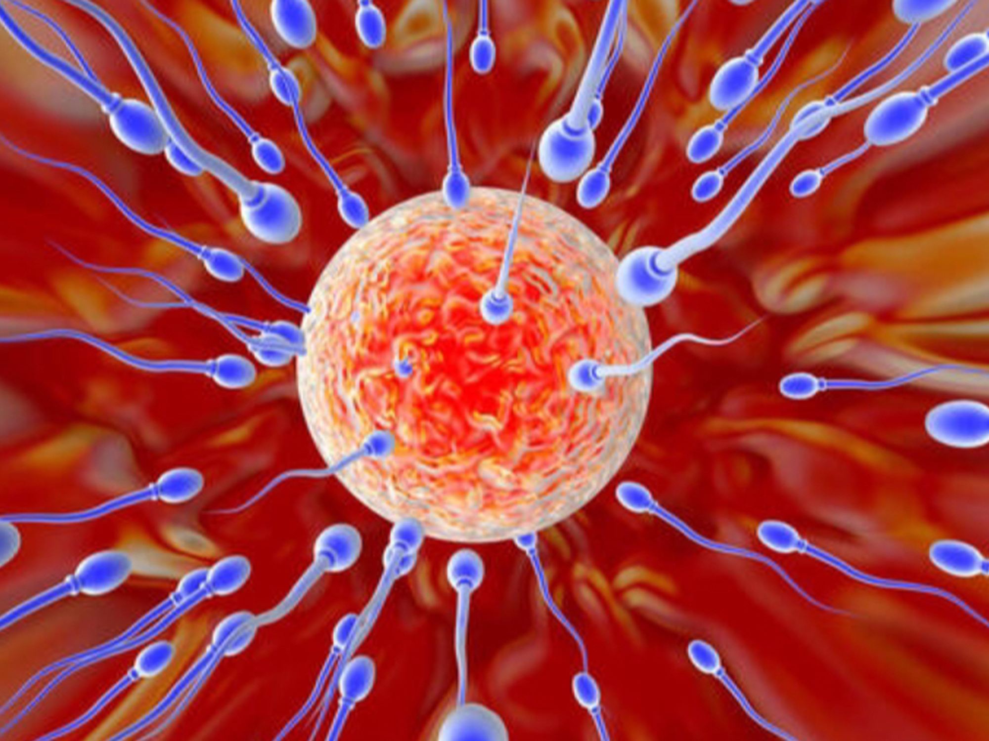 不用精子卵子子宫科学家培育出胚胎