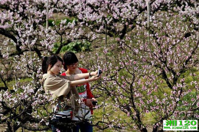 健康-湘120-湖南健康