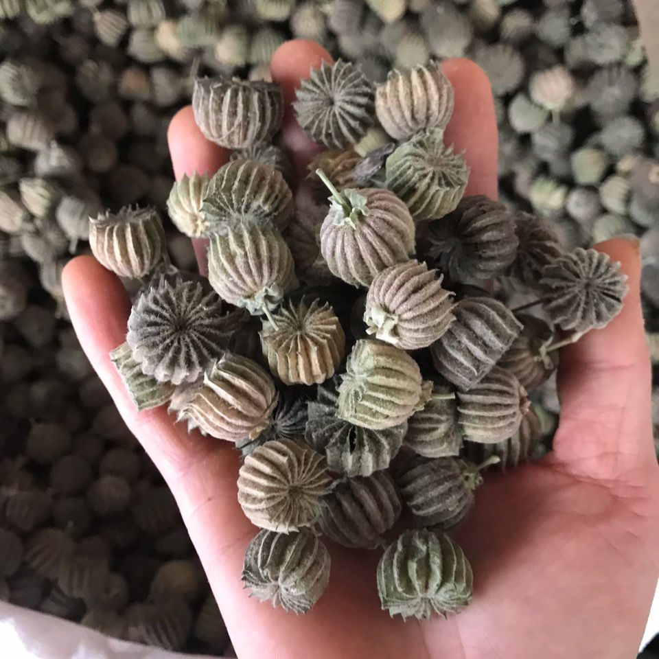 磨盘草的功效与作用