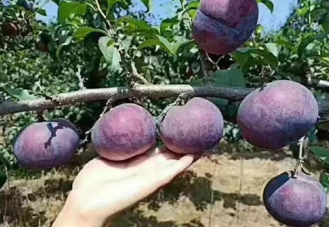 黑布林的功效与作用