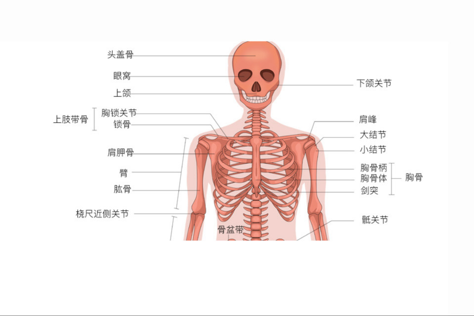 人体骨骼图:人体骨骼共有206块骨