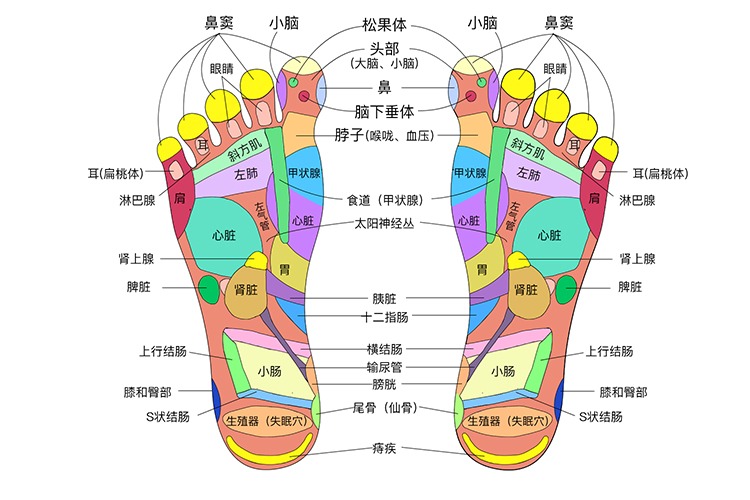 足底反射区图 足底反射区是中医的一种说法