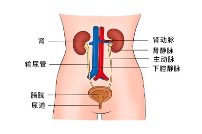 泌尿系统解剖图 泌尿系统位置图