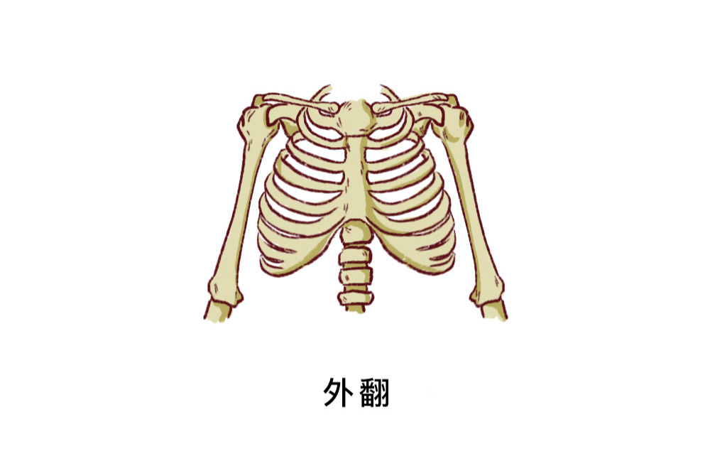 正常肋骨和外翻对比图