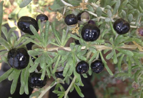 ���������ˮ�ȵĺ��� �������ˮ����ʲô������