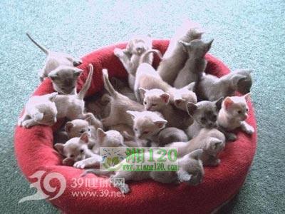 中层管理的猫性和狗性