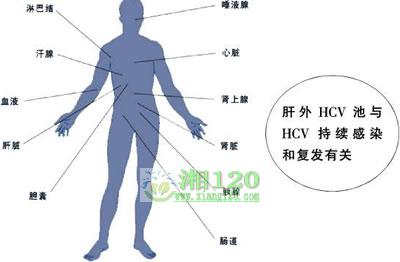 丙型肝炎治疗的复发危险因素分析