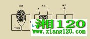 hspace=10