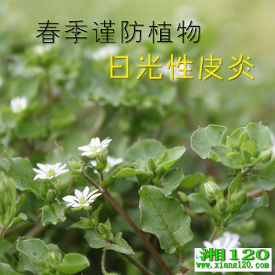 ��������ֲ��-�չ���Ƥ��