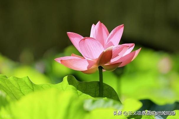 Ӥ������ڲ�ʲô֢״