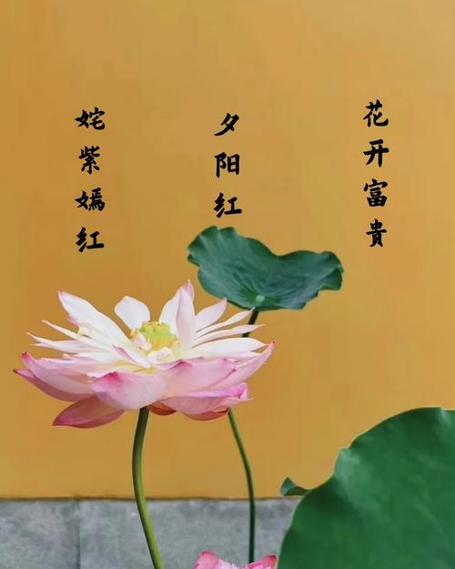 ����ζ�Լ��Ų�����Ϊʲô