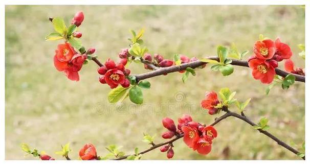 ¹ѪҩƬۼ۸ һ˽¹ѪҩƬǮ