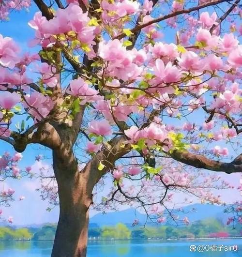 盆腔结核怎么确诊 盆腔结核怎么确诊