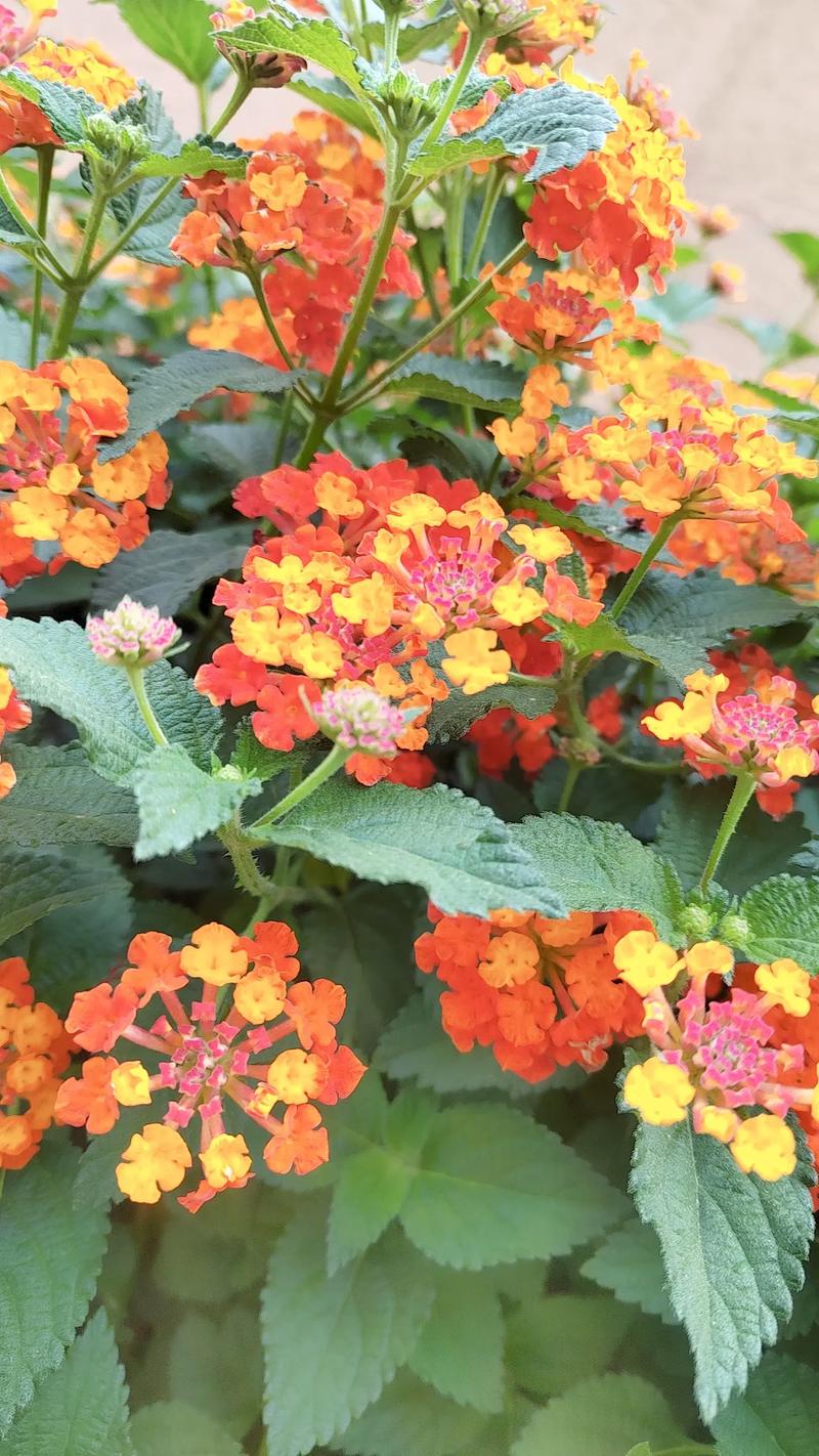 男性前列腺增生有什么症状 中医如何鉴别前列腺增生 男性前列腺增生有什么症状 中医如何鉴别前列腺增生