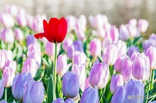 一味草药治心肌炎 心肌炎可使用哪些中药方 一味草药治心肌炎 心肌炎可使用哪些中药方