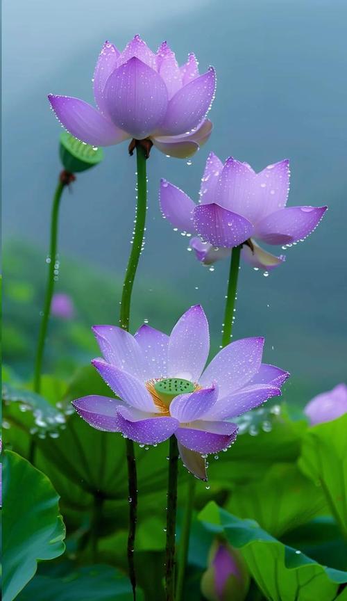 少女时代tiffany尼坤 少女时代tiffany尼坤