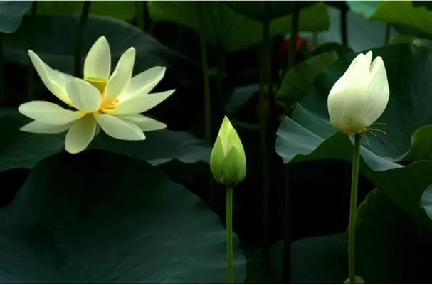 转脖子时候有声音该怎么办 转脖子时候有声音该怎么办