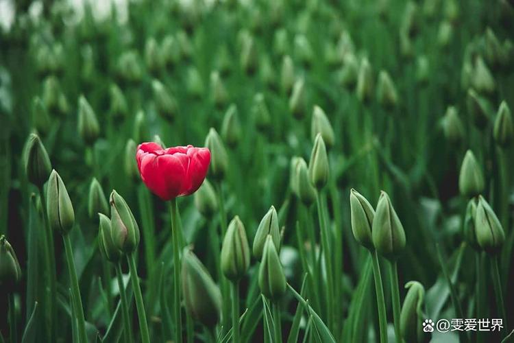 儿童语言发育迟缓的症状 儿童语言发育迟缓的症状